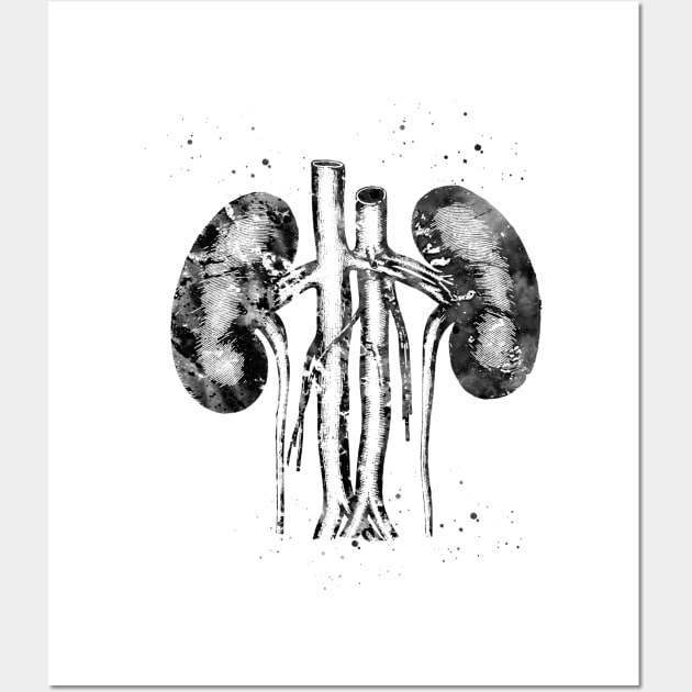 Kidneys anatomy Wall Art by erzebeth